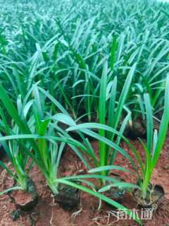 高度20厘米百子莲