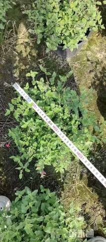 大杯苗樱桃鼠尾草