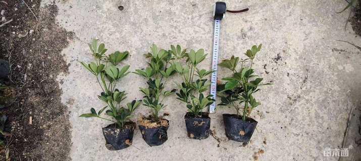 高度20厘米鹅掌柴