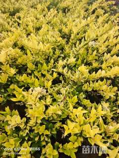 高度40厘米金森女贞