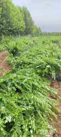 高度50厘米水蜡