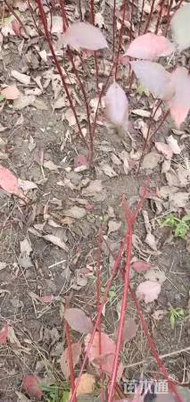 100厘米红瑞木