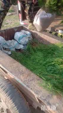 高度80厘米侧柏