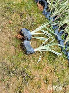 高度25厘米山管兰