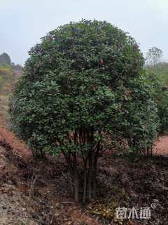 高度350厘米丛生红叶石楠
