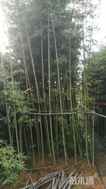 地栽苗雷竹