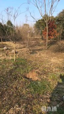 高度300厘米红花紫薇