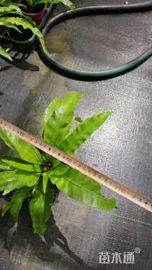 高度20厘米鸟巢蕨