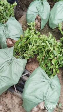 高度45厘米油茶