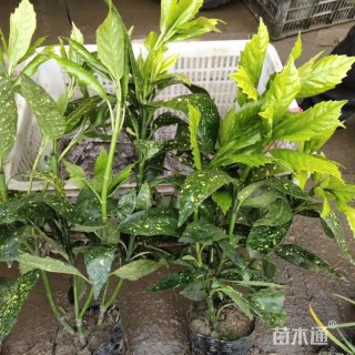 高度60厘米桃叶珊瑚小苗