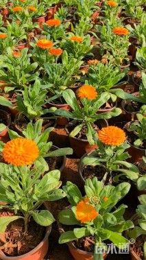 高度15厘米金盏菊