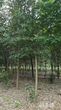 10公分弗吉尼亚栎