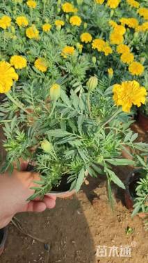 高度30厘米孔雀草