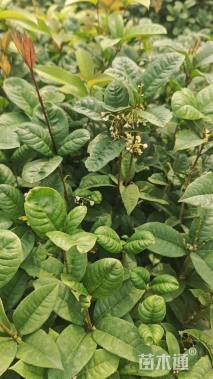 高度40厘米桂花小苗