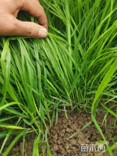 高度40厘米狼尾草