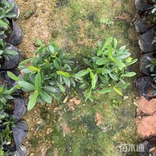 高度35厘米龙船花