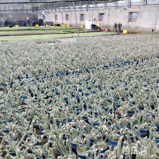 高度10厘米多肉