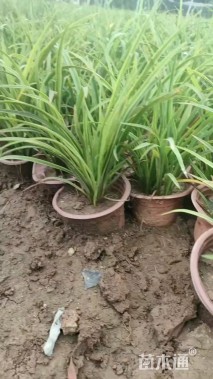 高度20厘米萱草