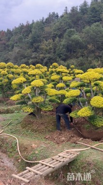 20公分造型亮金女贞
