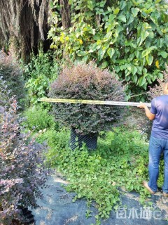 冠幅80厘米红花继木球