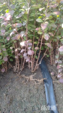 高度30厘米红叶小檗