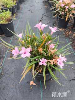 高度10厘米翠芦莉