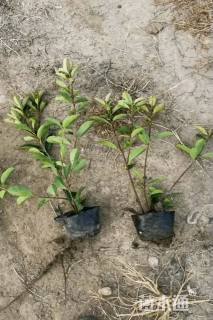 高度60厘米丛生红叶石楠