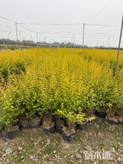 大杯苗亮晶女贞小苗