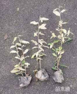 高度30厘米金边胡颓子球