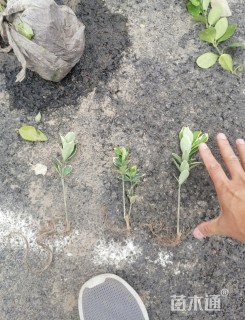 10厘米金边黄杨小苗