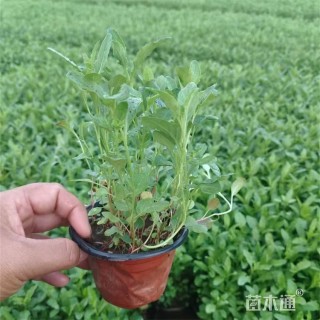 高度30厘米美丽月见草