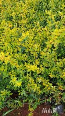 高度30厘米大花六道木