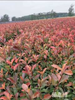 高度60厘米红叶石楠小苗