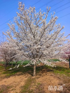 12公分染井吉野樱