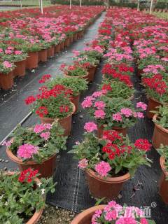 高度35厘米美女樱