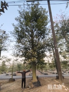 50公分大腹木棉