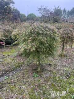 高度250厘米羽毛枫