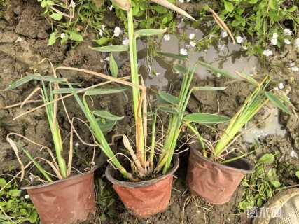 高度30厘米再力花