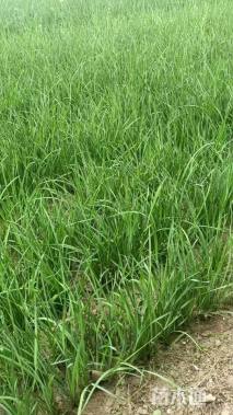 高度15厘米马莲