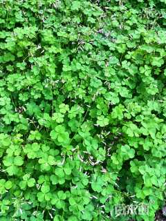 高度20厘米红花酢浆草