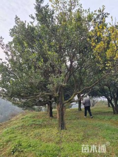 高度450厘米红桔