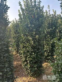 高度190厘米大叶黄杨柱