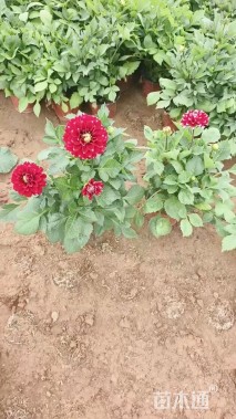 高度40厘米小丽花