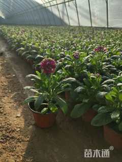 高度25厘米紫罗兰