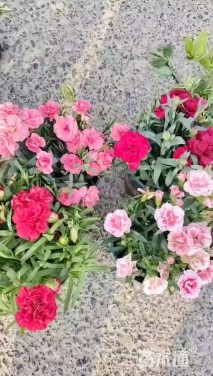 高度25厘米康乃馨