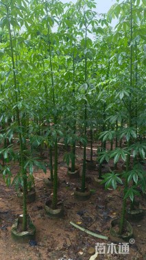 3公分美丽异木棉