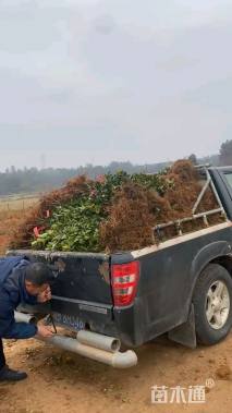 高度100厘米油茶