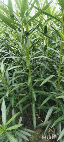 高度30厘米红花夹竹桃