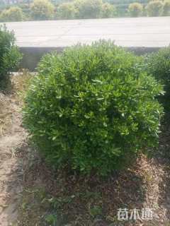 冠幅120厘米海桐球