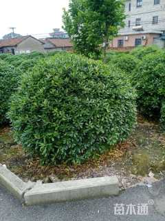 冠幅120厘米海桐球